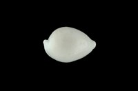 藏品(中華海兔螺)的圖片